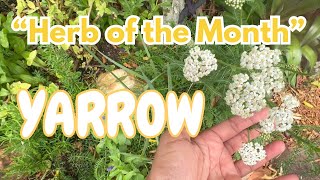 Featured Medicinal Herb Yarrow [upl. by Savory]