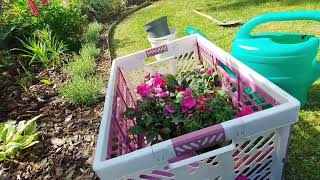 planting may sunpatiens [upl. by Assirroc]