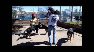 Harlem Shake  Greater Swiss Mountain Dog Version [upl. by Xyno636]