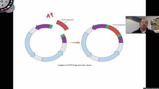 Ligation of PCR Products [upl. by Yared285]