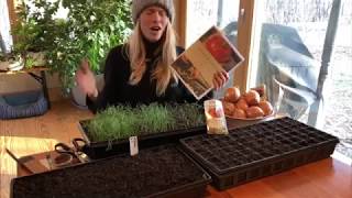 Growing Onions Shallots amp Leeks Starting from Seed is Easy [upl. by Cordie]