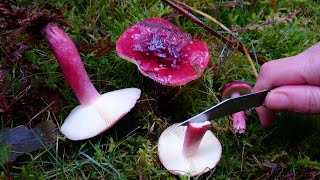 Russula torulosa drimeia queletii sanguinaria [upl. by Enajaras119]