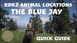 RDR2  Blue Jay Location [upl. by Stannfield437]