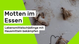 Diese Hausmittel bekämpfen Lebensmittelschädlinge [upl. by Gwendolen]