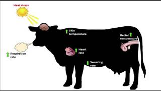 What can be done to prevent the effect of heat stress in dairy cow [upl. by Steinway]