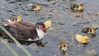 Little muscovy ducklings [upl. by Bocaj]