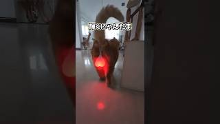 ㊗️100万再生突破！！！ネコさんの動画見て笑ったら寝ろwwwww [upl. by Artina]