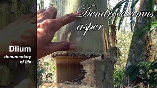 Giant bamboo Dendrocalamus asper  part 1 [upl. by Gothar]