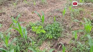 Zero tillage in Maize farming [upl. by Tab487]