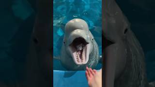 Dolphin Ate Fish 🐬 shortsvideo [upl. by Fannie425]