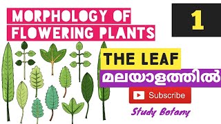 THE LEAF REGIONS VENATION MORPHOLOGY OF FLOWERING PLANTS PLUS ONE BIOLOGY MALAYALATHIL PART1 SB [upl. by Tiebold]