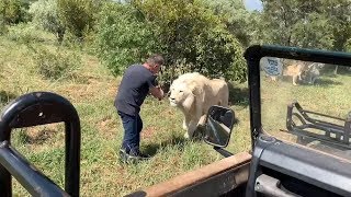 Incredibly CLOSE Lion Safari Encounters  South Africa Safaris [upl. by Gilbye491]