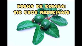 FOLHA DE GOIABA UM PODEROSO REMÉDIO NATURAL CÂNCER DENGUE DIABETE CÓLERA HEMORRAGIA MICOSES [upl. by Finnigan637]