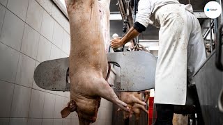 Adentro De Las 50 Plantas Procesadoras De Carne De Ganado Más Grandes Del Mundo  Como Se Hace [upl. by Ekram]