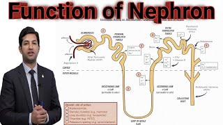 Lec10 Function of Nephron by pgc [upl. by Berman677]