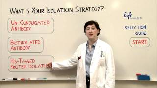 Immunoprecipitation  Protein Isolation Strategy [upl. by Roselin]