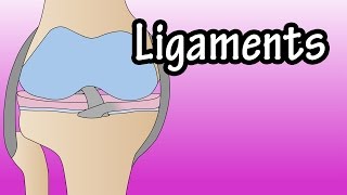 Ligaments  What Are Ligaments  Functions Of Ligaments  What Is A Torn Ligament [upl. by Ylloh]