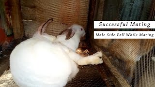 Successful Rabbits Mating  Rabbit Breeding [upl. by Azil]