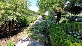 MidSummer Perennial Maintenance  Turning an Elderberry Shrub Into a Tree 🌿✂️💚 [upl. by Eelimaj673]