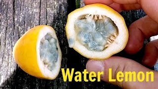 Water Lemon  Weird Fruit Explorer in Singapore  Ep 82 [upl. by Bandler]