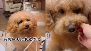 不吃零食不睡覺的三兄妹pets 萌寵 寵物 [upl. by Adanama430]