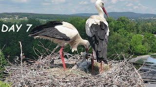 Sound of adult storks scared the little storks  Drone video day 7  Stork family from air [upl. by Standish532]