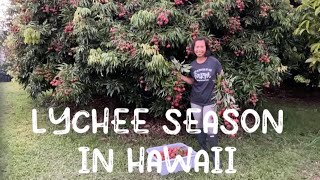 LYCHEE SEASON IN HAWAII [upl. by Dnalon]