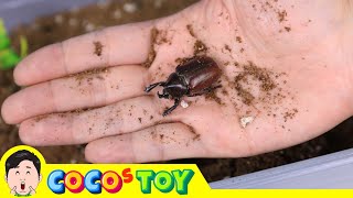 Insects and reptiles live in my flower pot｜reptile and insect names for children｜CoCosToy [upl. by Tove]