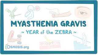 Myasthenia gravis Year of the Zebra 2024 [upl. by Tuck527]