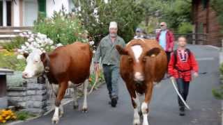 Alpabzug in Wengen  Cows return from the Alp to the Valley in Wengen [upl. by Ralston]