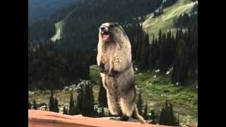 Marmot Screaming [upl. by Marb]