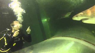 Shark Dive Xtreme at Manly SEA LIFE Sanctuary [upl. by Sined]