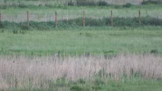 Common Crane RSPB Rainham Marshes 210517 [upl. by Mlawsky149]