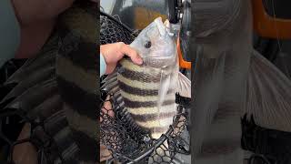 Sheepshead Fishing in NJ [upl. by Iruj]