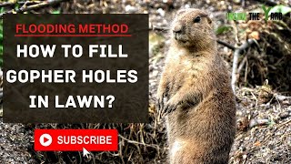 Does Flooding Gopher Holes Work [upl. by Orozco]