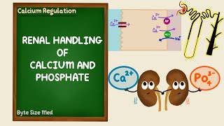 Renal Regulation of Calcium and Phosphate  Calcium Homeostasis  Endocrine  Renal Physiology [upl. by Drofdeb]