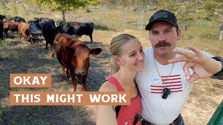 Whats the Secret to Raising Happy Cows [upl. by Male]