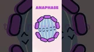 Phases of Mitosis  shortsvideo viralshorts shorts science mitosis [upl. by Adao329]