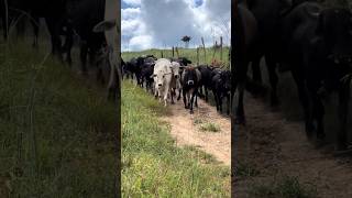 Olha a boiada torina descendo a ladeira da serra no manejo da troca de pasto🏡🐂🐄🐄🐄🐄🐂🏞😍🫶❤️ [upl. by Berthoud]