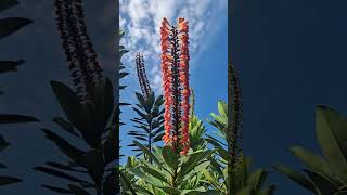 Norantea guianensis also called Red hot poker vine fleur de Guyane flowers nature norantea [upl. by Aljan]