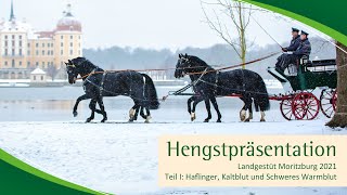 Moritzburger Hengstpräsentationen Haflinger Kaltblut und Schweres Warmblut [upl. by Obediah235]