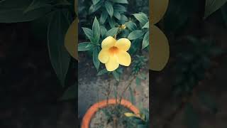 অ্যালামন্ডা ফুল 🥰 shorts gardenhouse viralshorts trending trendingshorts foryou flowers [upl. by Alliber]