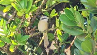 Brown Shrike [upl. by Gilletta]