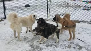 Caucasian Ovcharka vs Caucasian Ovcharka vs American Akitas vs Spanish Mastiff vs Tibetan Mastiff [upl. by Aiuqal358]