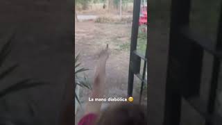 LA MANO DEL DIABLO 😈 espeluznante paranormal miedo halloween [upl. by Omiseno]