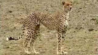 Female Cheetah Leads Solitary Life in the Wild  BBC Studios [upl. by Laina]