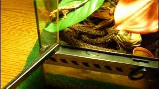 My Crested Gecko in Exo Terra Terrarium 12X12X18 Part 1 Lizards Reptile Habitat Repashy [upl. by Neellek]