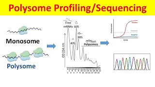 Polysome Profiling amp Sequencing Principle Process and Data Analysis Polysome Fractionation [upl. by Alleen]