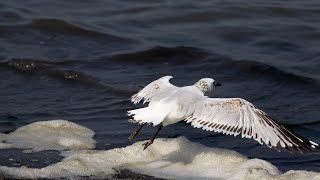 大鵬灣的遺鷗Ichthyaetus relictus （2024 01 26） [upl. by Rossen]