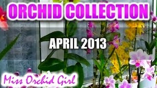 Orchid Collection  April 2013 [upl. by Leonore]